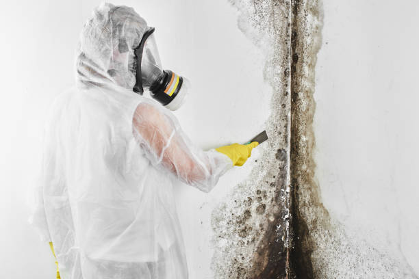 Professional Mold Removal in Greendale, IN