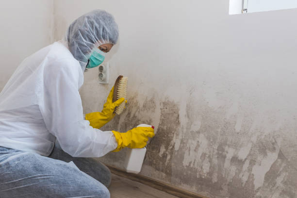 Best Local Mold Removal Service  in Greendale, IN
