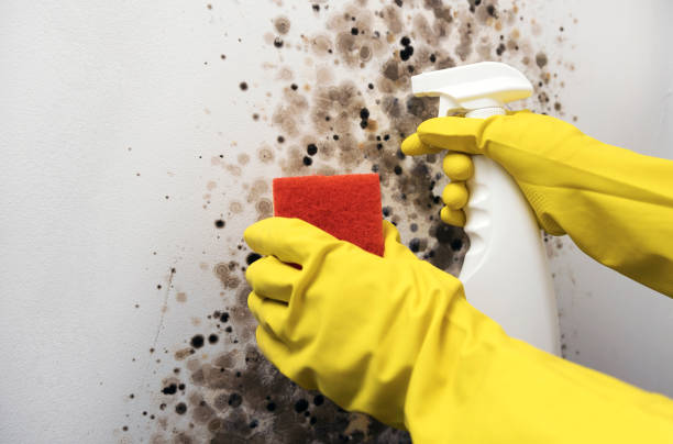 Best Commercial Mold Removal  in Greendale, IN