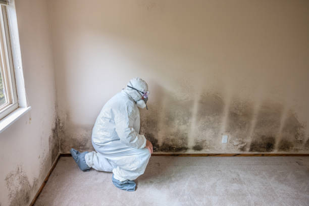 Mold Removal Process in Greendale, IN