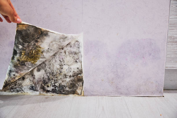 Best Black Mold Removal  in Greendale, IN